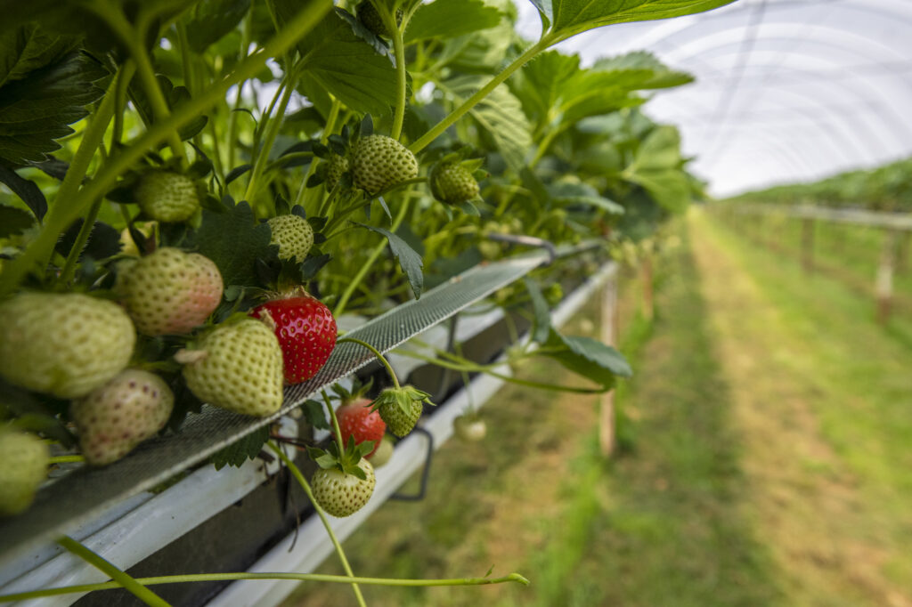 Strawberries growing in poly tunnel