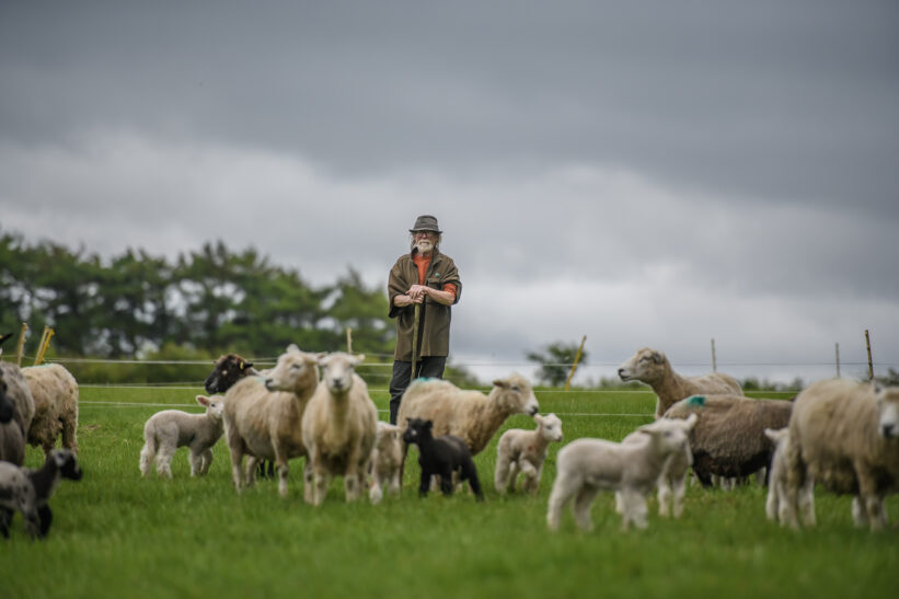 Farmer with flock of sheep