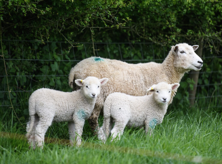 Ewe and lambs