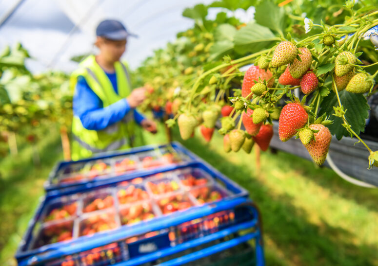 Picking strawberries in poly tunnel