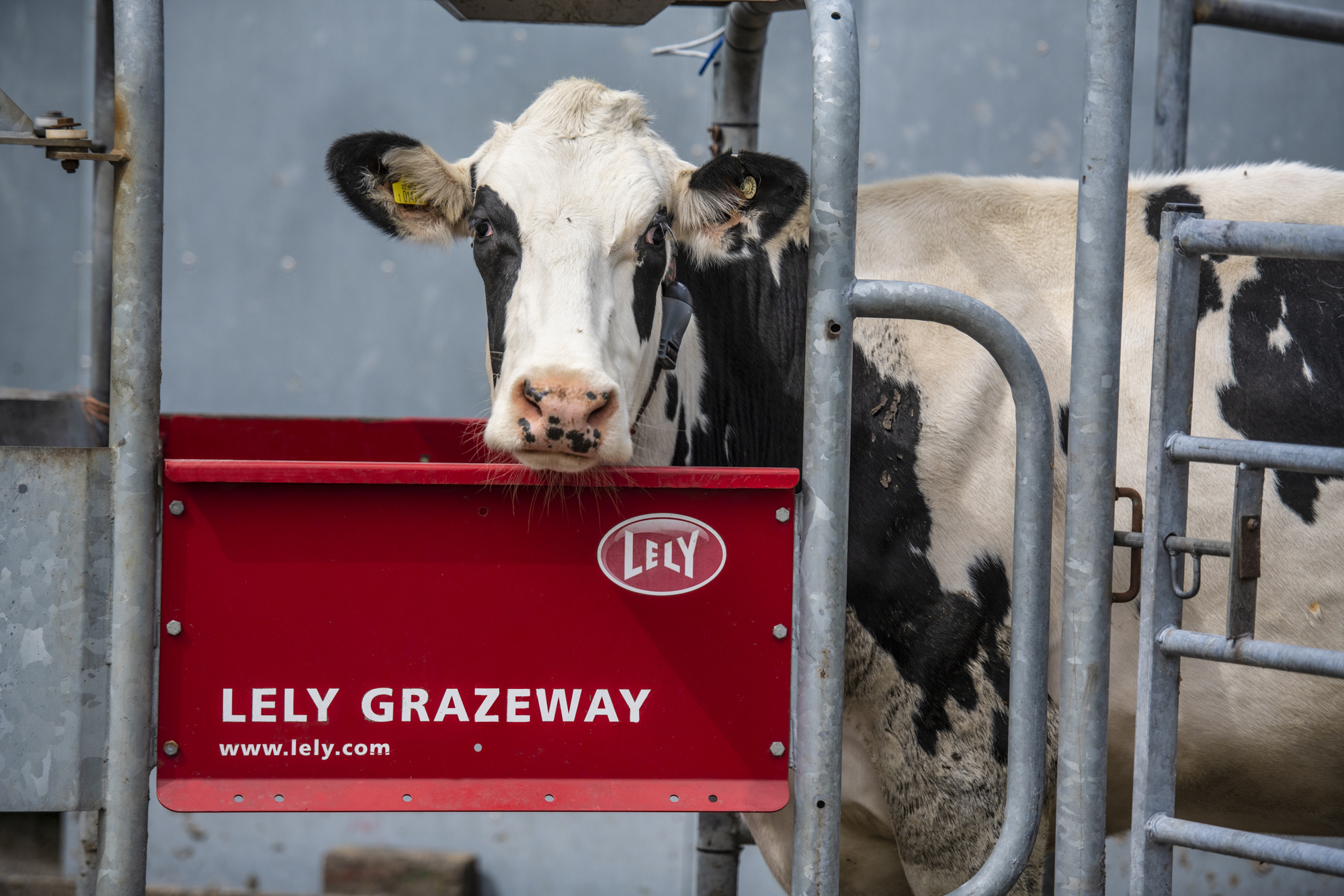 Lely Grazeway automated gate